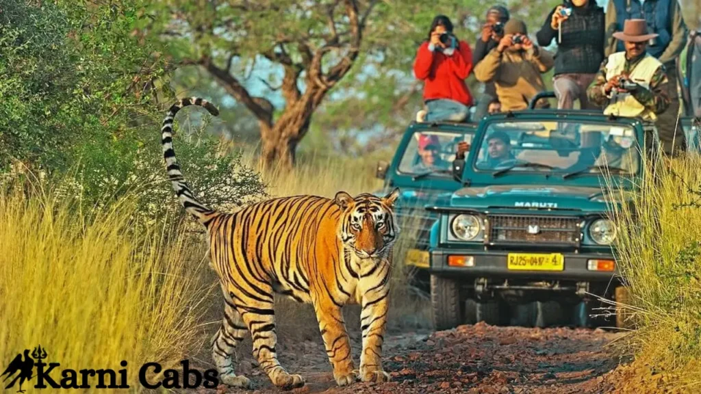 Ranthambore Tiger Safari (1)