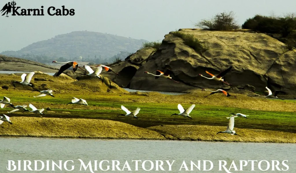 Birding Migratory and Raptors