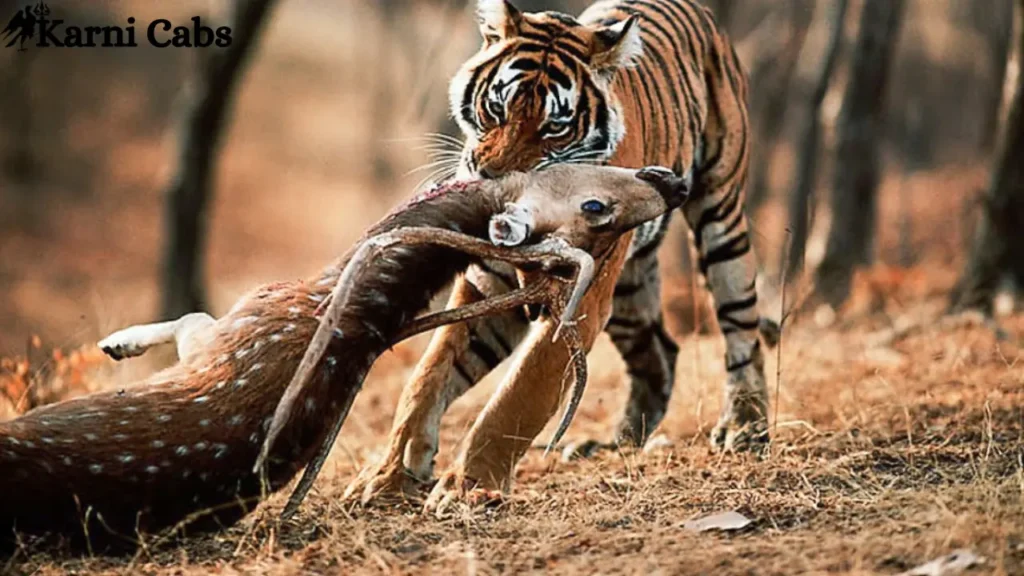 Ranrhambore safari karni cabs