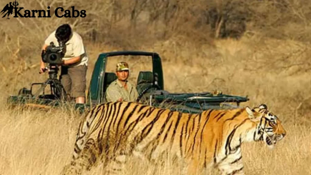 Ranrhambore safari karni cabs (1)