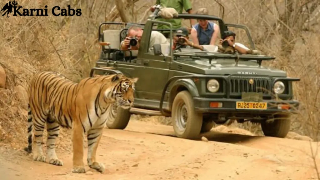 Ranrhambore safari tour karni cabs